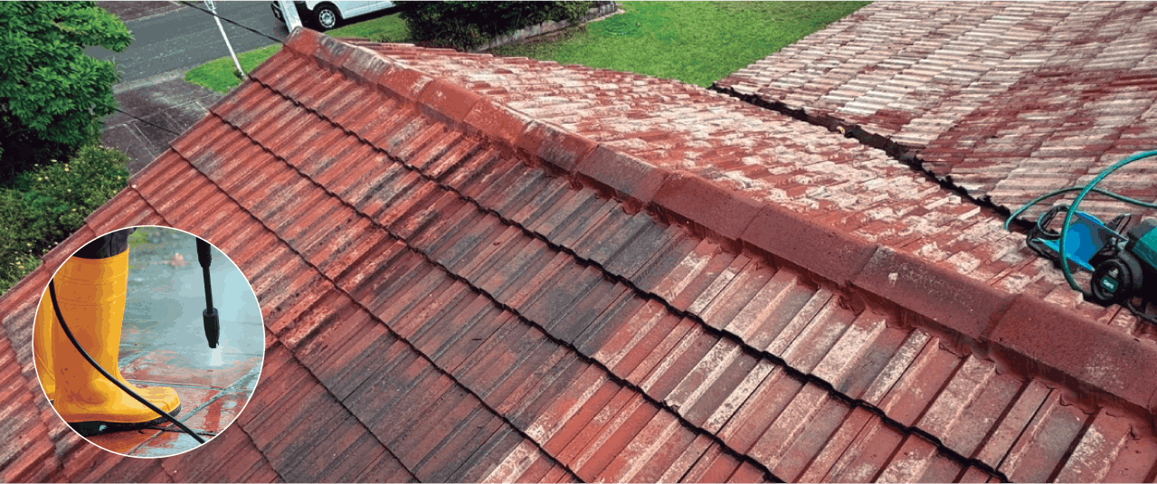 Zest Property Services - Termite Control - Hills District in Sydney